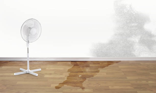 Best Water damage restoration near me  in Cedar Point, NC